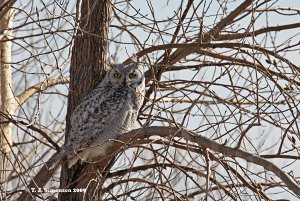 Great Horned Owl