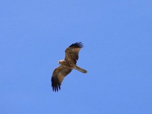 Whistling Kite