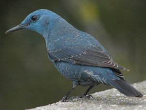 Blue Rock Thrush