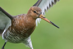 Black Tailed Godwit