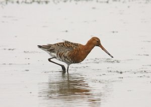 Black-tailed Godwit