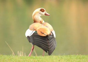 Egyptian Goose