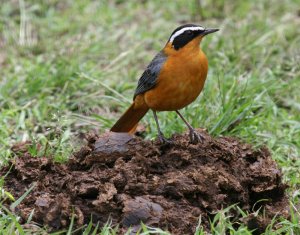 White browed robin chat