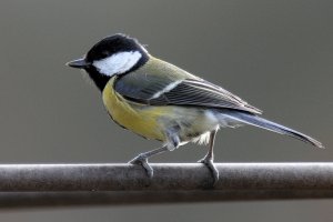 Great Tit on Grey