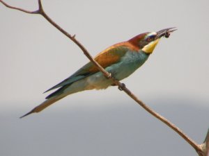 Bee-eater