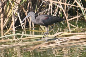 Glossy Ibis