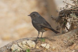 Black redstart