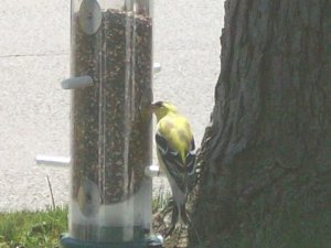 gold finch