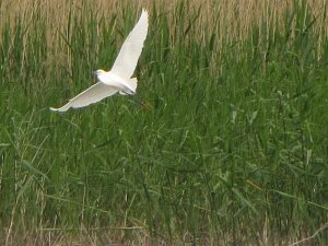 Flying egret