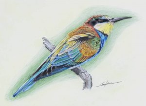 (European) Bee-eater