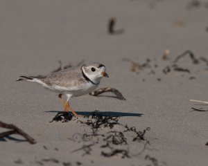 Piping Plover in Nova Scotia