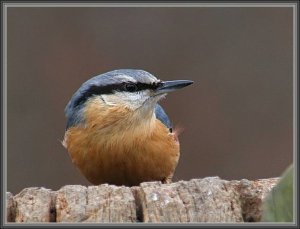 Nuthatch