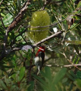 Big Flower Tiny Bird