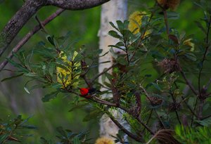 Scarlet Honeyeater