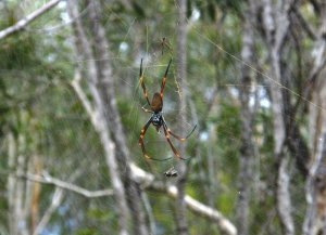 Golden Orb Weaver