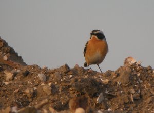 Whinchat at Marshside