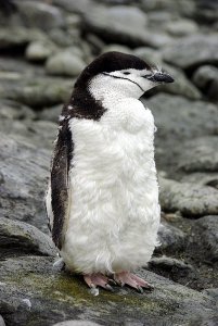 Moulting Chinstrap Penguin