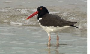 American Oystercatcher