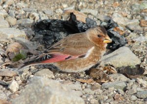 crimson-winged finch