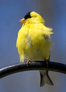 American Golden Finch