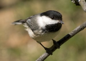 Black capped chickadee