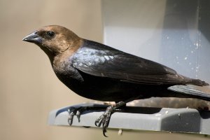 brown headed cowbird