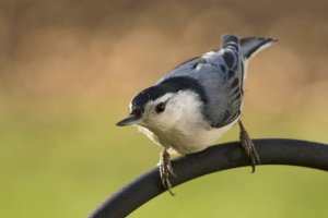 White breasted Nuthatch