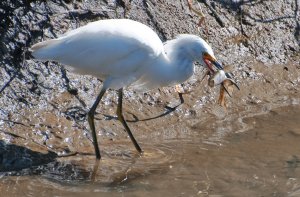 Snowy egret with fish