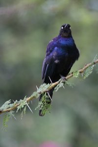 Ruppell's Long Tailed Starling