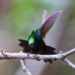 Antillian crested hummingbird