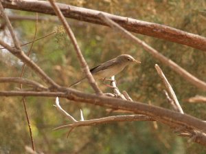 Upcher's Warbler