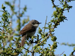 Lesser Whitethroat