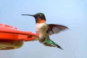 Ruby Throated Hummingbird