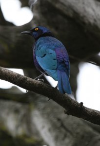 Greater Blue Eared Starling