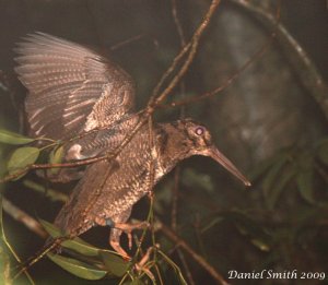 Amami Woodcock perching