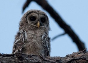 Barred Owl (Immature) No. 2