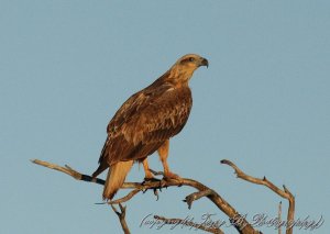 White-bellied Sea Eagle (5B)