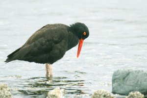 Black Oystercatcher