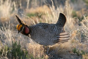 Lesser Prairie-Chicken