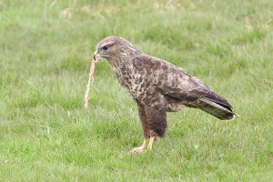 Buzzard