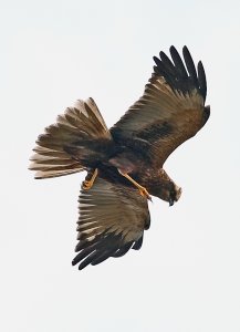 Marsh Harrier