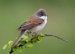 Whitethroat