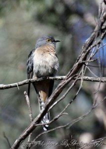 Fan-tailed Cuckoo (1A)