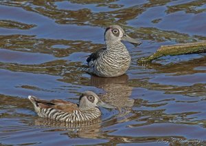 Pink-eared duck (4A)