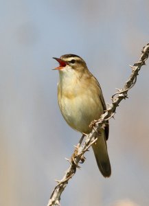 Singing Sedge Warbler