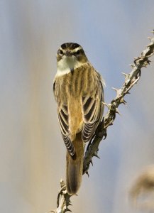 Sedge Warbler