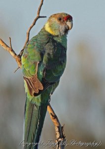 Eastern or Mallee Ringneck (11A)