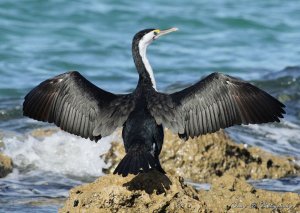 Pied Cormorant (4A)