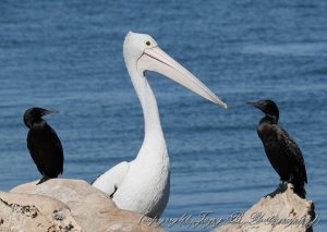 Pelican & cormorants (1A)