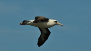 Laysan Albatross